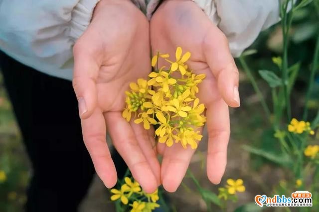 宁德人就今天！带上你的“李焕英”打卡千亩油菜花海-31.jpg