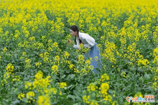 宁德人就今天！带上你的“李焕英”打卡千亩油菜花海-51.jpg