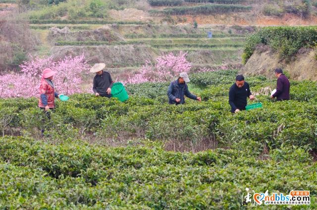 产好茶、做“百姓茶”，今年宁德市做了这些事……-1.jpg