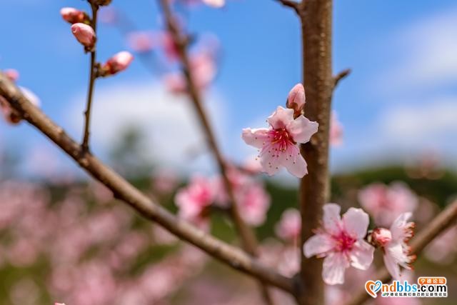 藏在福建深山的古村，三月桃花朵朵开，漫步巷道闻花香-2.jpg