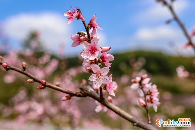 藏在福建深山的古村，三月桃花朵朵开，漫步巷道闻花香-3.jpg