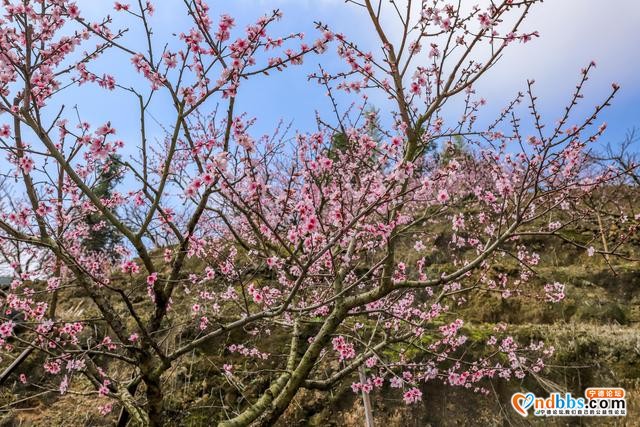 藏在福建深山的古村，三月桃花朵朵开，漫步巷道闻花香-4.jpg