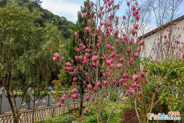 藏在福建深山的古村，三月桃花朵朵开，漫步巷道闻花香-5.jpg