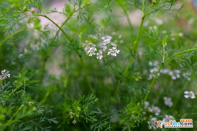 藏在福建深山的古村，三月桃花朵朵开，漫步巷道闻花香-12.jpg