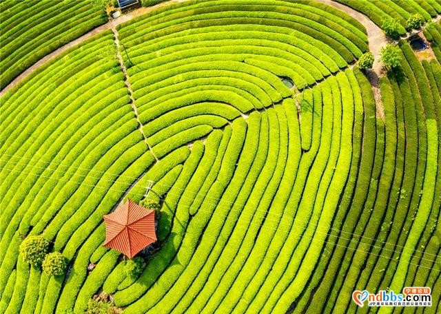 清新福建 | 宁德古田：茶园的晨曦-2.jpg