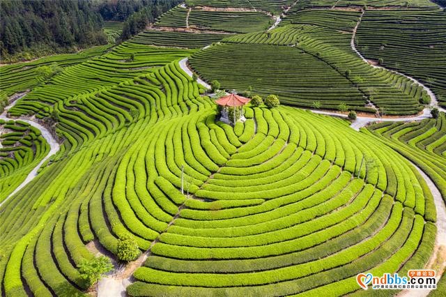 清新福建 | 宁德古田：茶园的晨曦-5.jpg