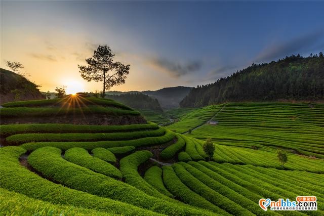 清新福建 | 宁德古田：茶园的晨曦-1.jpg