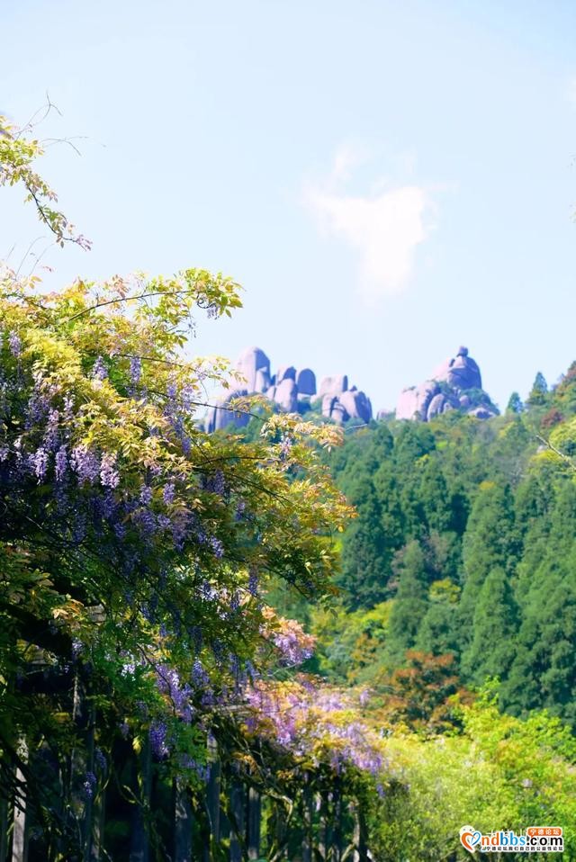 以花的名义去这座山赴一场“烂漫”之约-7.jpg