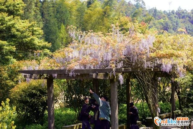 以花的名义去这座山赴一场“烂漫”之约-9.jpg