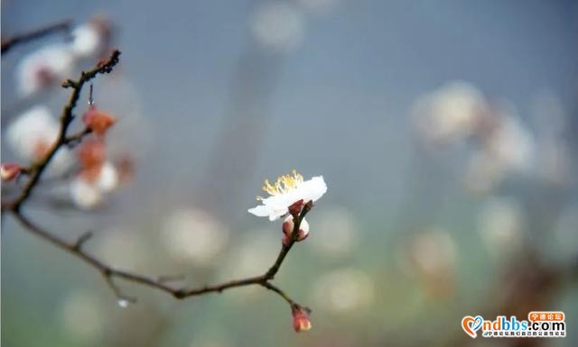 以花的名义去这座山赴一场“烂漫”之约-20.jpg