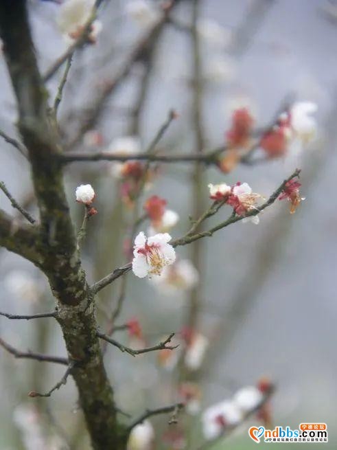 以花的名义去这座山赴一场“烂漫”之约-23.jpg