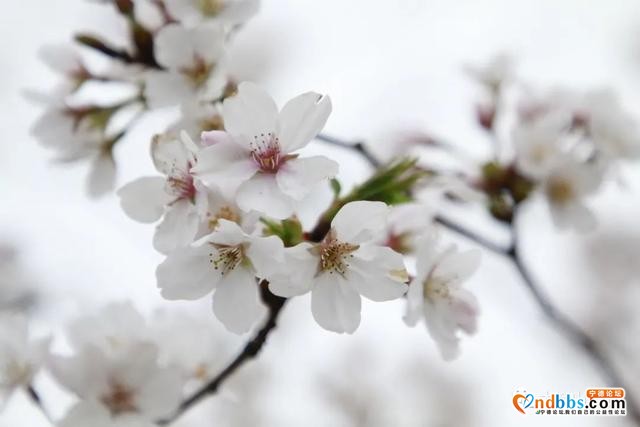 宁德丨赏樱花何必去远方，这座山就能满足你“雾里看花”的诗意之美-2.jpg