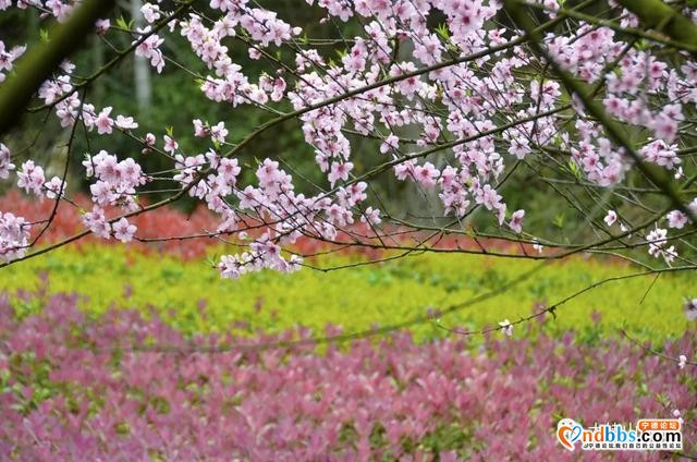 宁德丨赏樱花何必去远方，这座山就能满足你“雾里看花”的诗意之美-1.jpg