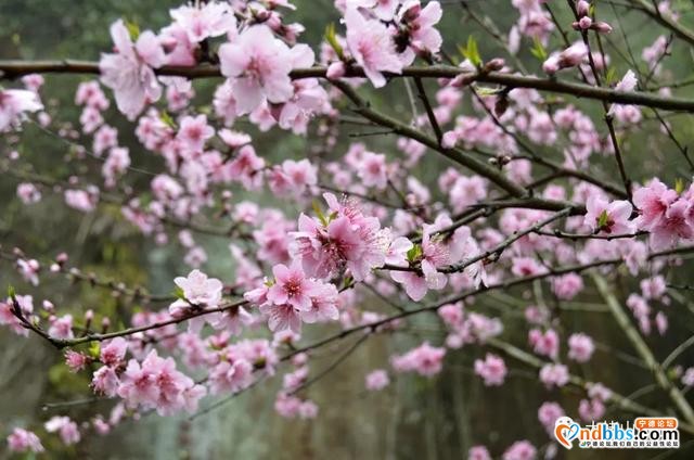 宁德丨赏樱花何必去远方，这座山就能满足你“雾里看花”的诗意之美-14.jpg