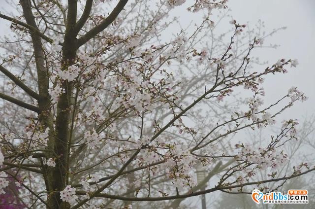 宁德丨赏樱花何必去远方，这座山就能满足你“雾里看花”的诗意之美-15.jpg