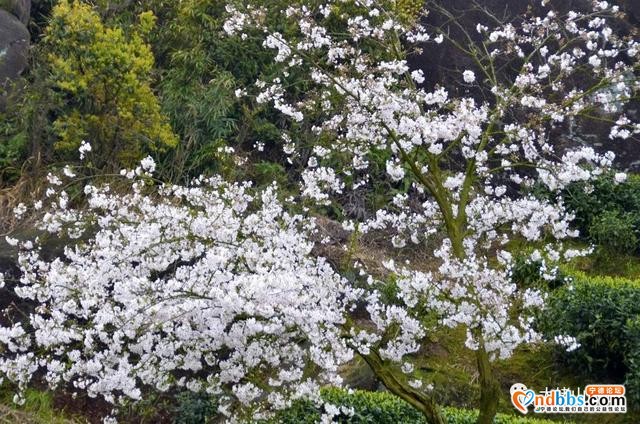 宁德丨赏樱花何必去远方，这座山就能满足你“雾里看花”的诗意之美-24.jpg