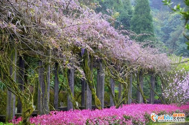 宁德丨赏樱花何必去远方，这座山就能满足你“雾里看花”的诗意之美-22.jpg