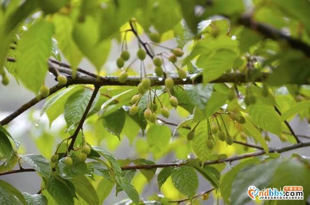 宁德丨赏樱花何必去远方，这座山就能满足你“雾里看花”的诗意之美-23.jpg