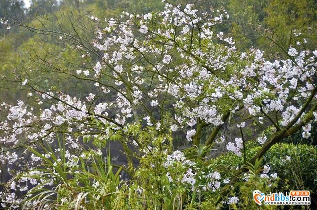 宁德丨赏樱花何必去远方，这座山就能满足你“雾里看花”的诗意之美-25.jpg