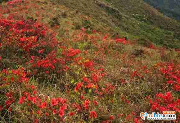 人间四月天，杜鹃花开了，第一旗山红了兔耳岭火了-2.jpg