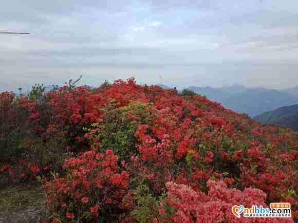 人间四月天，杜鹃花开了，第一旗山红了兔耳岭火了-7.jpg