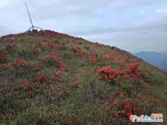 人间四月天，杜鹃花开了，第一旗山红了兔耳岭火了-5.jpg