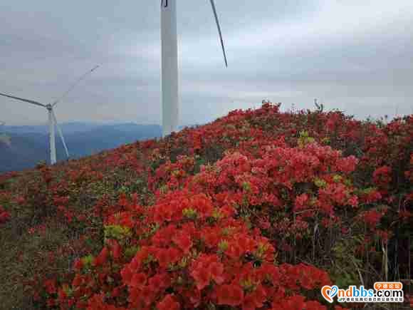 人间四月天，杜鹃花开了，第一旗山红了兔耳岭火了-9.jpg