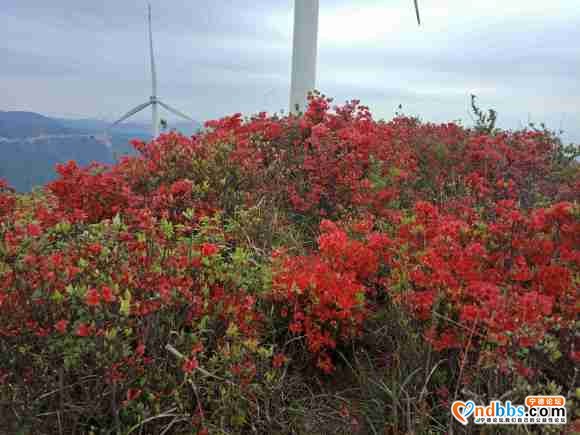 人间四月天，杜鹃花开了，第一旗山红了兔耳岭火了-8.jpg