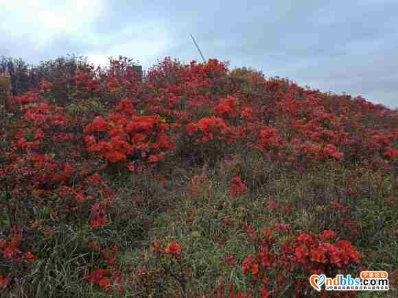 人间四月天，杜鹃花开了，第一旗山红了兔耳岭火了-6.jpg