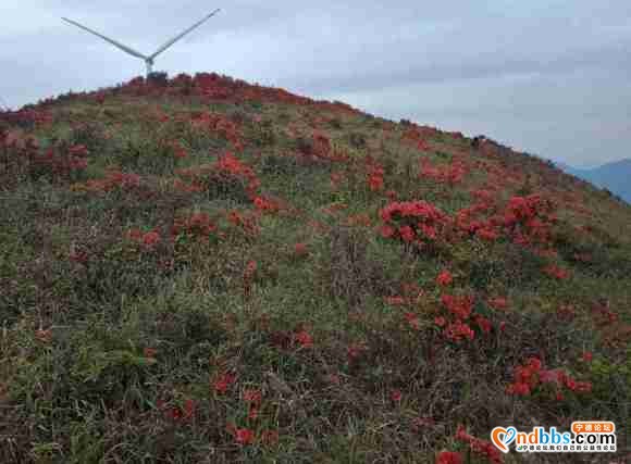 人间四月天，杜鹃花开了，第一旗山红了兔耳岭火了-4.jpg