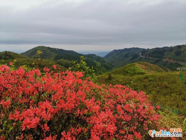 免费赏！宁德这些地方杜鹃花美过西施，本周末最后一波抓紧啦-19.jpg