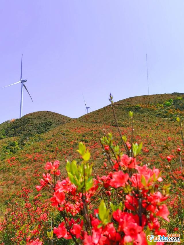 免费赏！宁德这些地方杜鹃花美过西施，本周末最后一波抓紧啦-26.jpg