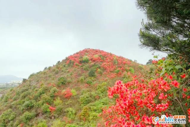 免费赏！宁德这些地方杜鹃花美过西施，本周末最后一波抓紧啦-32.jpg