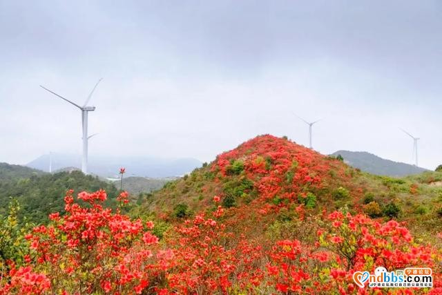 免费赏！宁德这些地方杜鹃花美过西施，本周末最后一波抓紧啦-31.jpg