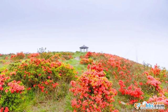 免费赏！宁德这些地方杜鹃花美过西施，本周末最后一波抓紧啦-35.jpg