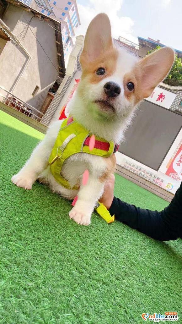 柯基犬疫苗齐全6个月大因为工作原因转让1500元-4.jpg