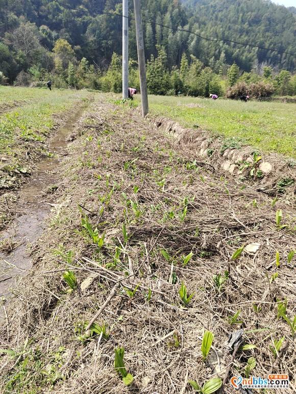 中药材白芨种苗出售-1.jpg