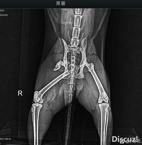 猫骨折了有没有好点的宠物医院推荐下价格便宜的-1.jpg